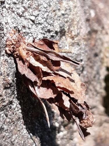 Réf. 257 309 : Canephora hirsuta